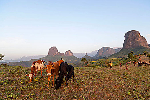 牧人,牧群,靠近,山,埃塞俄比亚