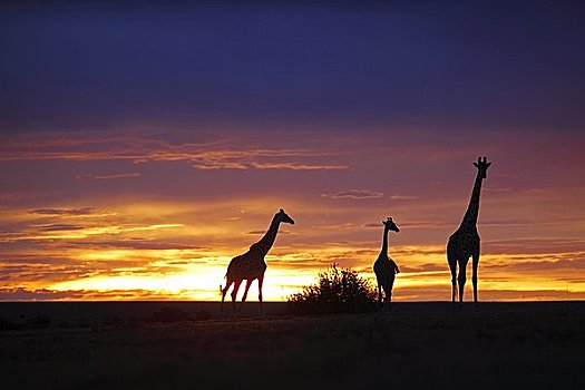 马萨伊,长颈鹿,马赛长颈鹿,日落,肯尼亚