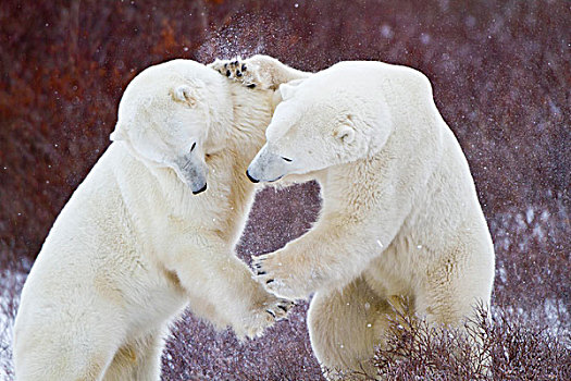 北极熊,打斗,丘吉尔市,野生动物,管理,区域