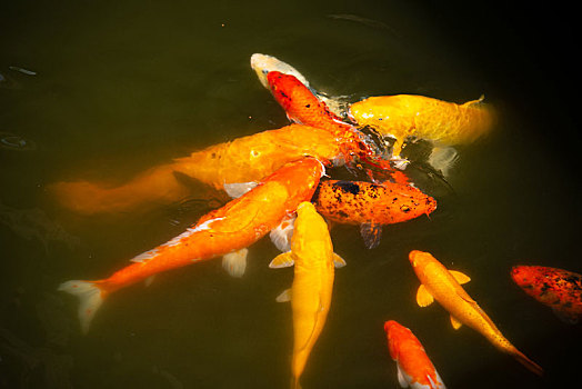 水塘里养殖的一群锦鲤鱼