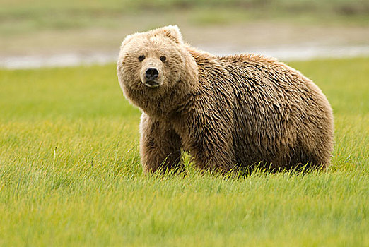 阿拉斯加,棕熊,阿拉斯加棕熊,卡特麦国家公园