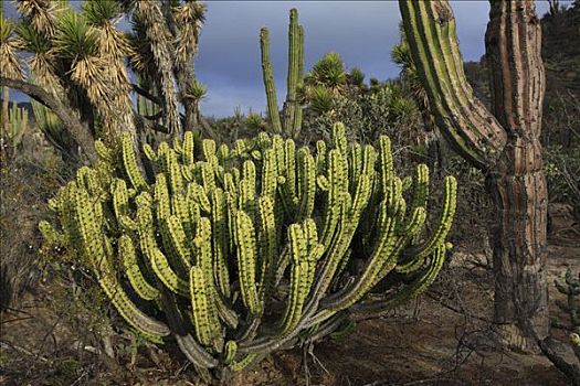 枝状大烛台,仙人掌,风景,埃尔比斯开诺生物圈保护区,墨西哥