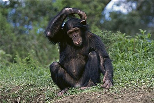 黑猩猩,坦桑尼亚