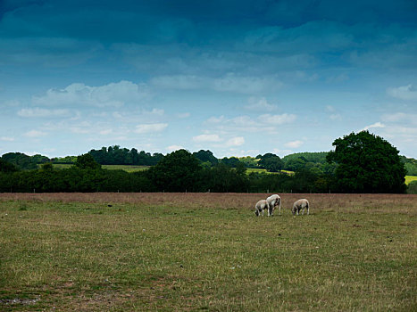 绵羊,放牧,英国,乡野,农田