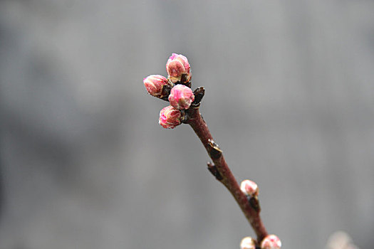 含苞待放,春芽,春日