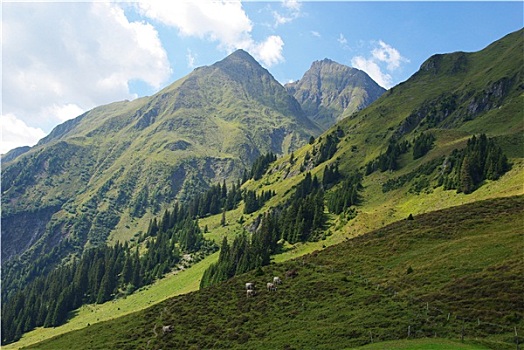 高,阿尔卑斯山,草场,靠近,瑞士