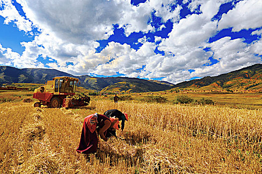 收割稻田的西藏农民
