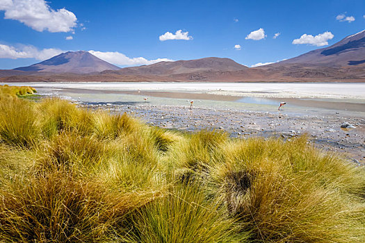 泻湖,本田,高原,玻利维亚