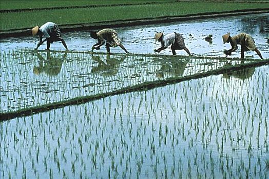 印度尼西亚,爪哇,四个女人,地点,种植,稻米,影子,反射,水中,无肖像权