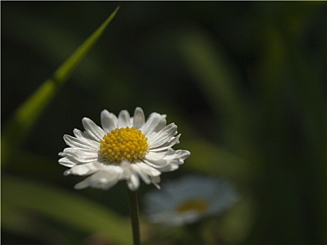 特写,白色,牛眼菊,花