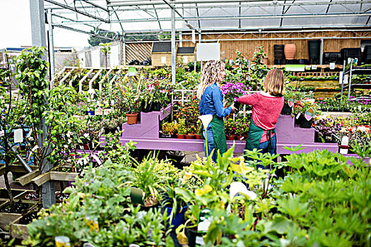 两个,女性,花商,检查,植物,花卉商店