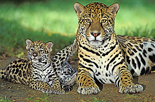 美洲虎,美洲豹,雌性