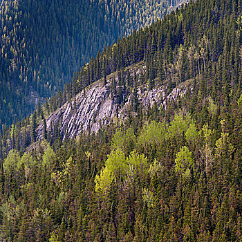 松树,树林,碧玉国家公园,艾伯塔省,加拿大