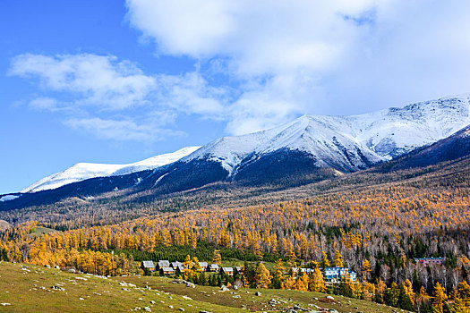 西北第一村白哈巴金秋盛景