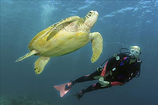 夏威夷,潜水,游泳,挨着,绿海龟,使用,向上