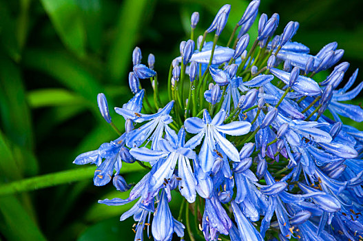 多年生草本植物蓝钟花盛开蓝紫色花朵