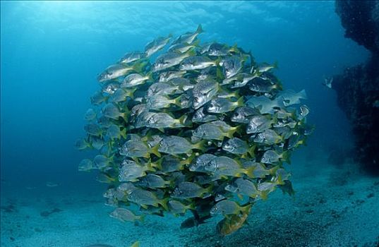 鱼群,咕噜声,加拉帕戈斯群岛,厄瓜多尔,太平洋