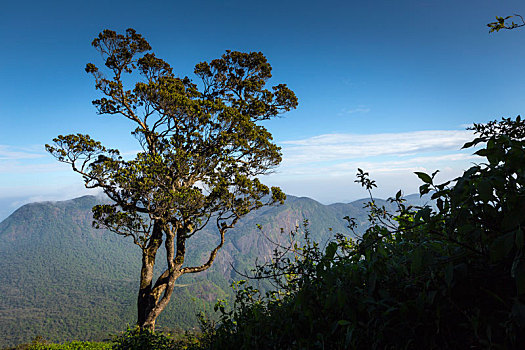 走,顶峰,斯里兰卡