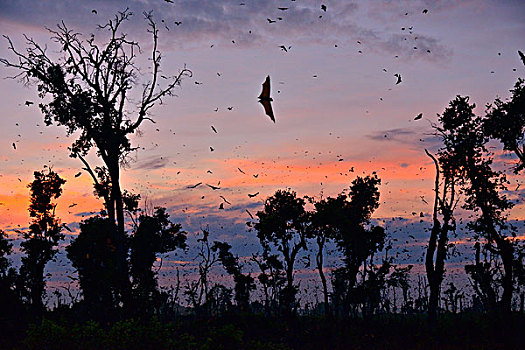 水果,蝙蝠,飞行,黎明,国家公园,赞比亚,非洲