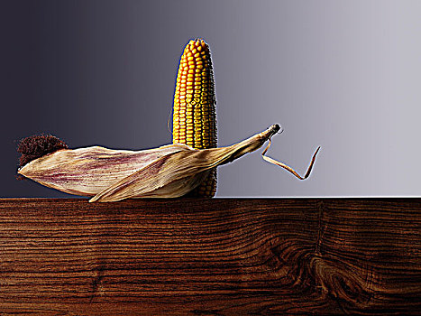 玉米棒,木板
