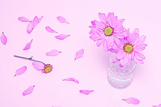 花瓶,雏菊,花,紫罗兰,花瓣,叶子,撕破,室外,声音,彩色,粉色,静物,概念,游戏,疑问,秋天,相爱,回答,巧合,调节
