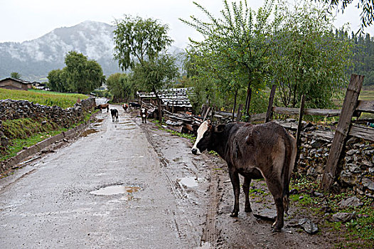牛,站立,路边,山谷,不丹