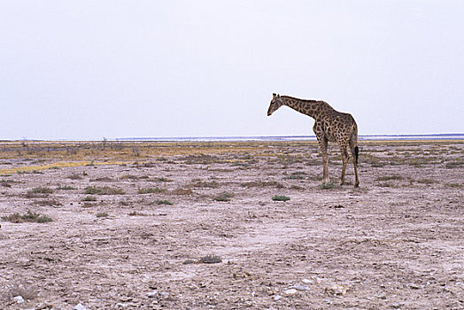 纳米比亚,埃托沙国家公园,长颈鹿