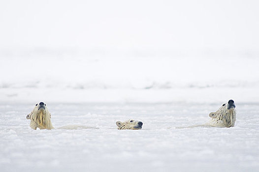 北极熊,母熊,一对,幼兽,游泳,泻湖,冰冻,向上,区域,北极圈,国家野生动植物保护区,阿拉斯加