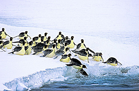 帝企鹅,觅食,旅游,海洋,生物群,南,威德尔海,南极