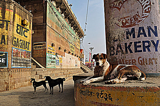 狗,瓦腊纳西,北方邦,印度