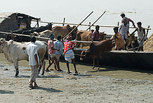 牛,销售,达卡,孟加拉,十月,2009年