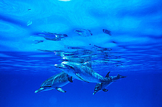 斑海豚,游泳