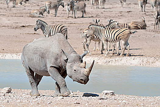 黑犀牛,成年,雄性,走,水潭,牧群,斑马,背影,埃托沙国家公园,纳米比亚,非洲