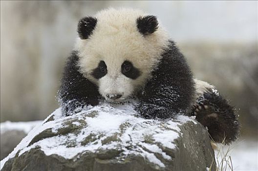 大熊猫,幼兽,玩雪,卧龙自然保护区,中国