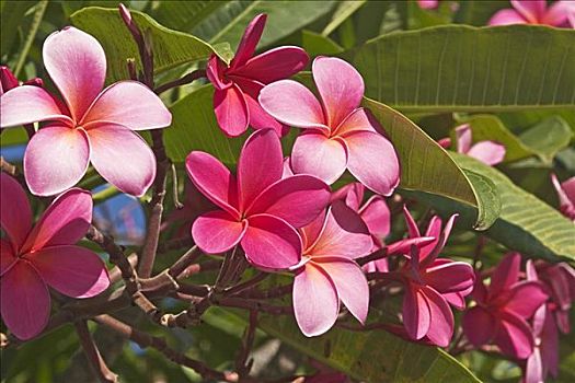 夏威夷,毛伊岛,粉色
