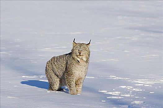 肖像,猞猁,雪中