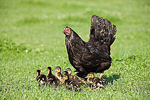 小鸭子,母鸡,草地