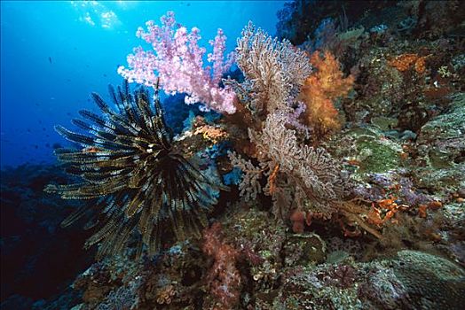软珊瑚,毛头星,脚,深,所罗门群岛