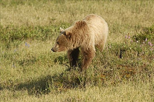 棕熊,暸望,食物,德纳里峰国家公园,阿拉斯加,美国