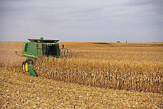 农业,联合收割机,收获,谷物,玉米,秋天,靠近,北国,明尼苏达,美国