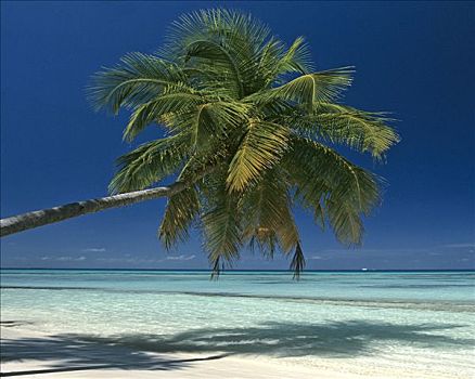 棕榈树,海滩,悬挂,上方,水,马尔代夫,印度洋