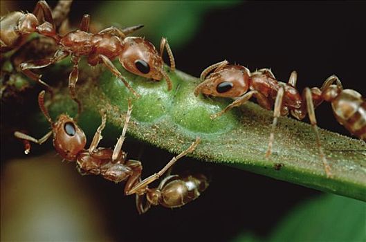 蚂蚁,群,喝,花蜜,刺,金合欢,刺槐,防护,叶子,吃,相互,幸存,哥斯达黎加