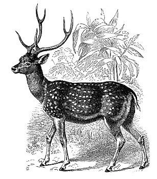 历史,插画,鹿,花鹿,19世纪,百科全书