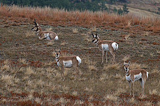 叉角羚,休息,山坡,北美叉角羚,西奥多罗斯福国家公园,北达科他