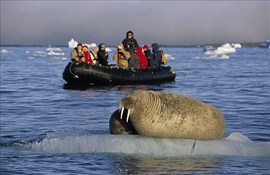 海象,一对,浮冰,游客,黄道十二宫,斯匹次卑尔根岛,斯瓦尔巴特群岛,挪威