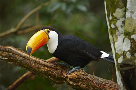 托哥巨嘴鸟,伊瓜苏,巴西