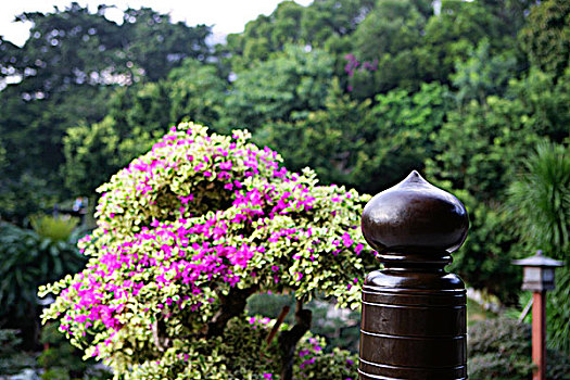 叶子花属,花,女修道院,中式花园,山,香港