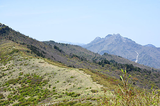 秦岭高山草甸