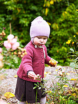 小女孩,摘花,花园,瑞典