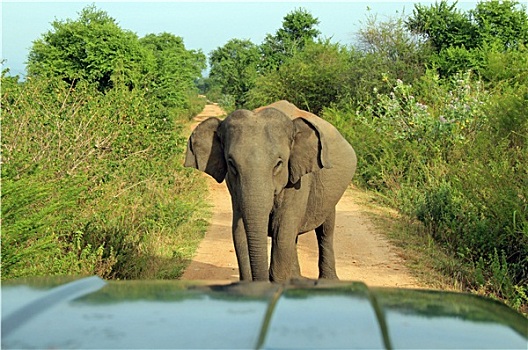 大象,阻挡,道路